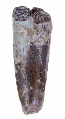 Triassic Phytosaur Anterior Tooth - Arizona #62413